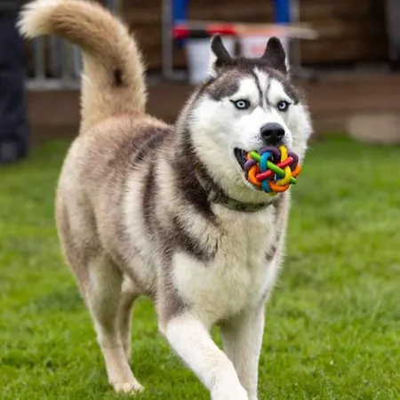 Vent_du_nord * Tramelan